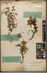 Foto von Salix retusa L.